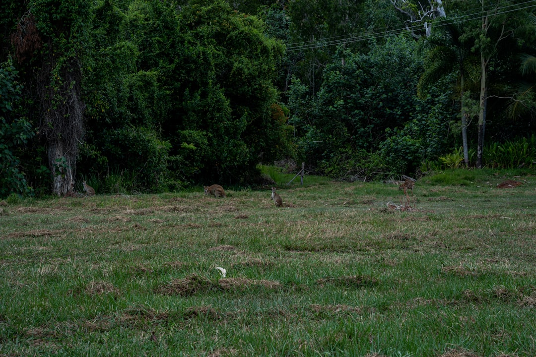 Wanderlog Alternatives for Cairns 2026: Discover Secret World - Cairns | Secret World Trip Planner