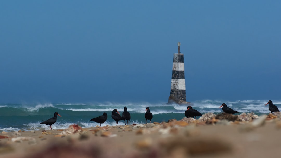 Secret World vs TripIt a Port Elizabeth: chi vince nel 2026? — Port Elizabeth