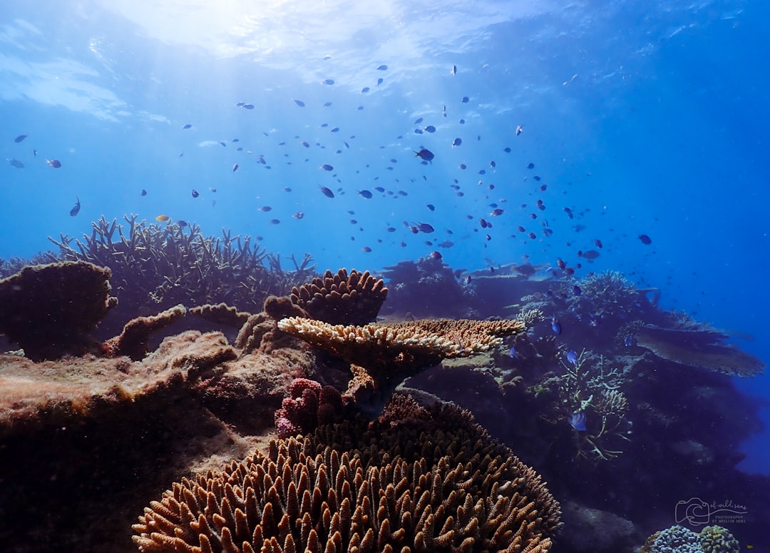 Secret World vs TripIt: Best Way to Explore Great Barrier Reef - Great Barrier Reef | Secret World Trip Planner