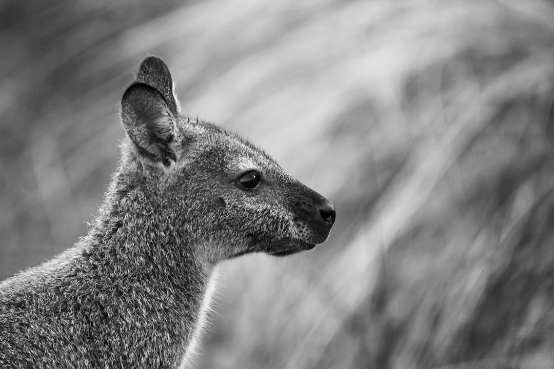 Wanderlog Alternatives for Kangaroo Island 2026: Discover Secret World — Kangaroo Island