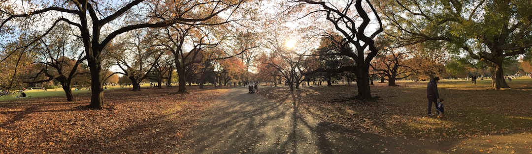 Esplorando il Giardino Nazionale di Shinjuku Gyoen - Shinjuku City | Secret World Trip Planner