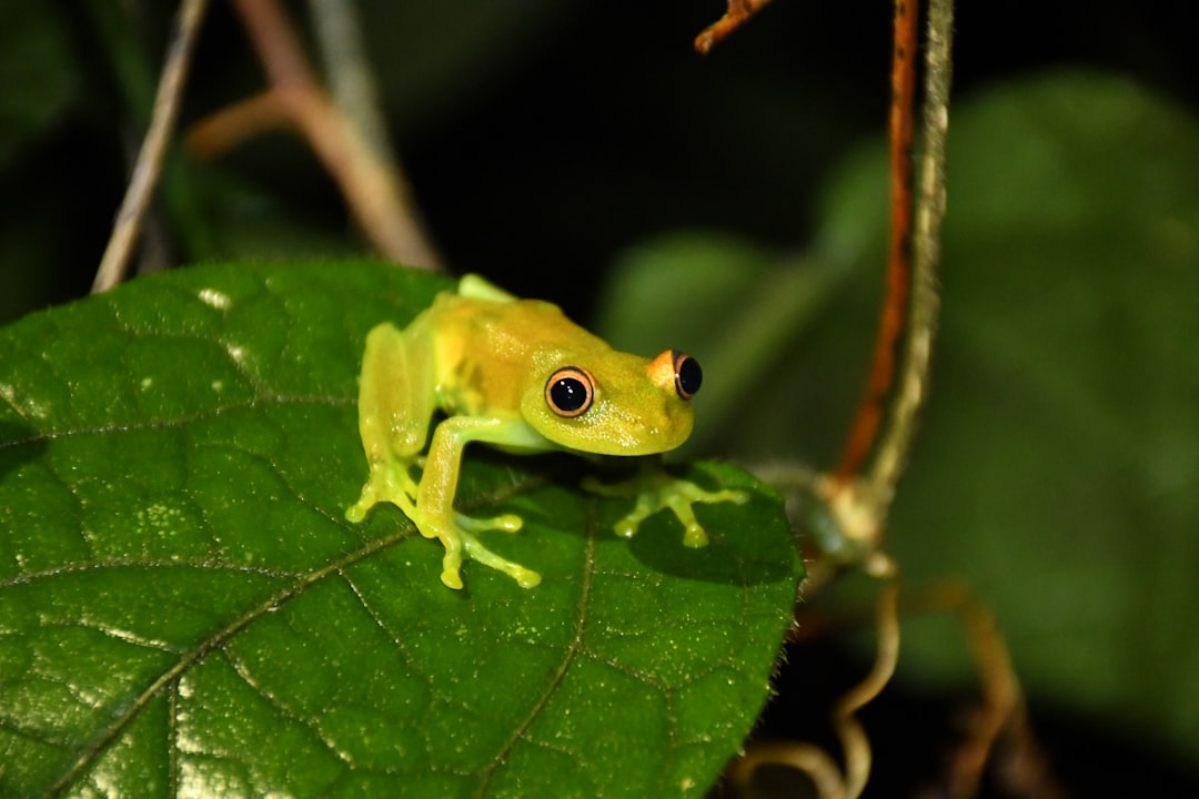 Esplorando la Magia della Foresta Amazzonica - Codajás - Amazonas | Secret World Trip Planner