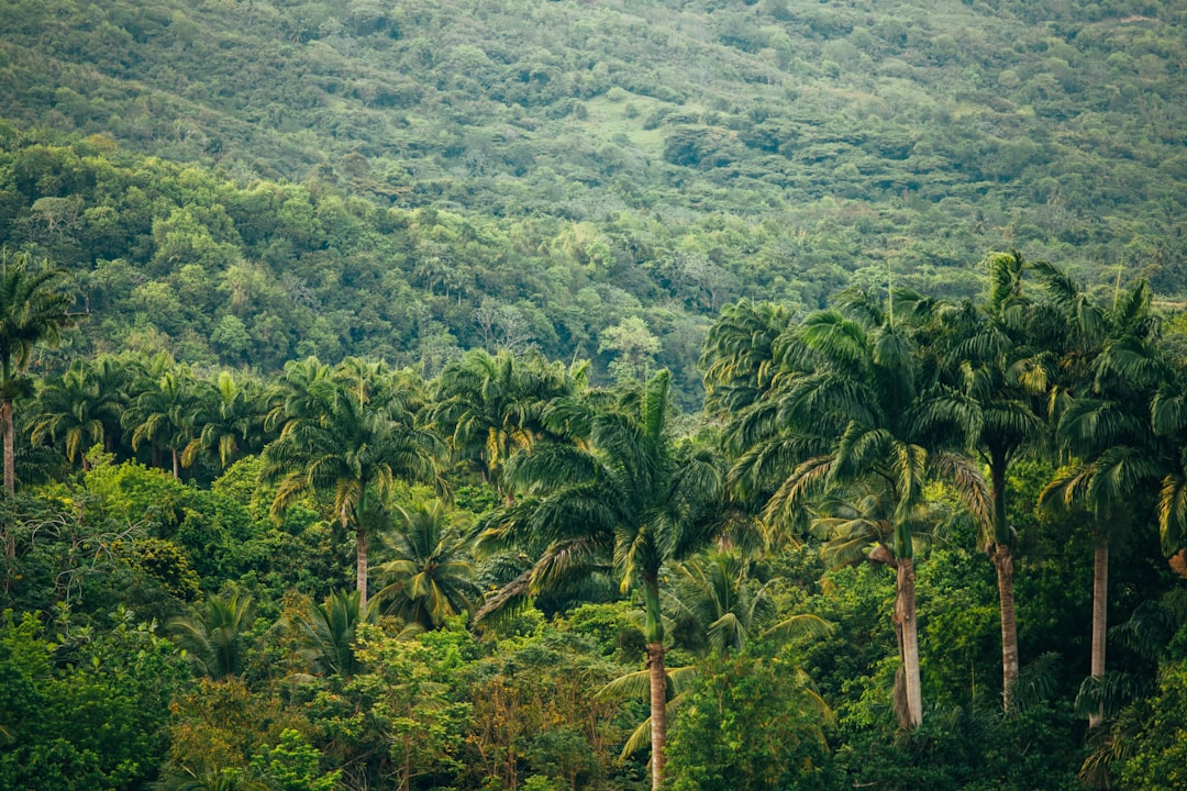 Esplorando la Magia della Foresta Amazzonica - Codajás - Amazonas | Secret World Trip Planner