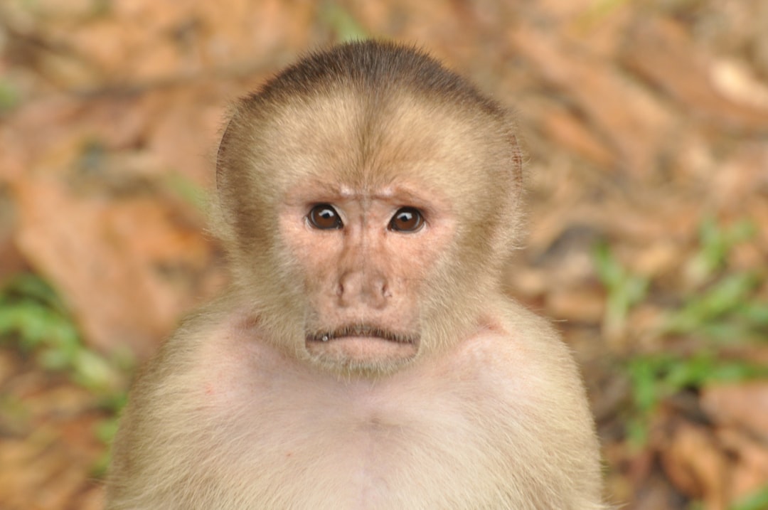 Exploring the Magic of the Amazon Rainforest - Codajás - Amazonas | Secret World Trip Planner