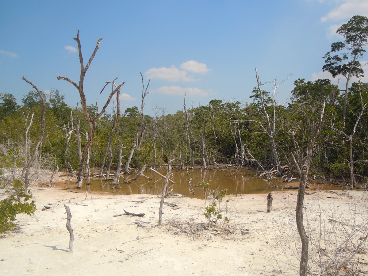 Cayo Levisa: Cuba's Hidden Paradise Awaits You — Cayo Levisa