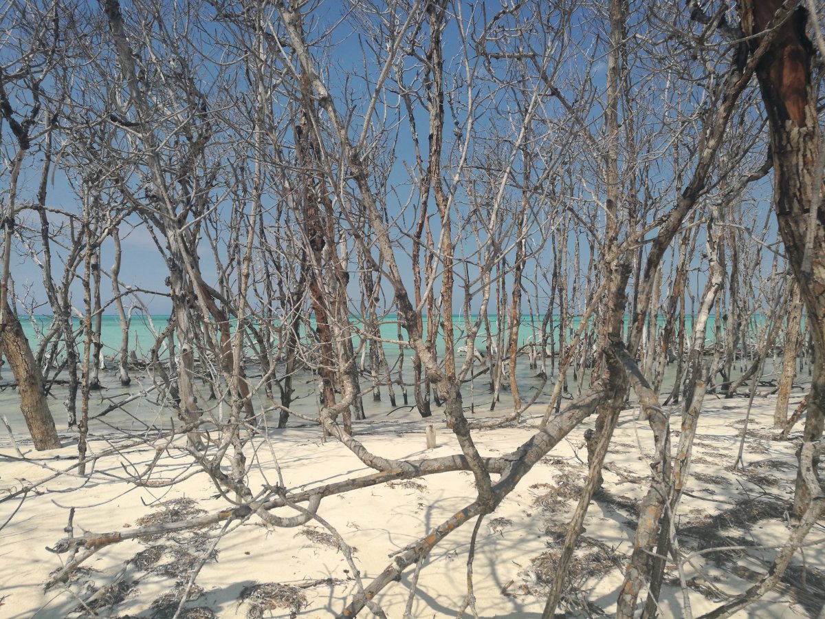 Cayo Levisa: Das verborgene Paradies Kubas - Cayo Levisa | Secret World Trip Planner