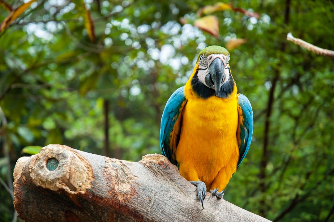 Discover the Parque de Aves Exoticas in Ecuador — Puyo