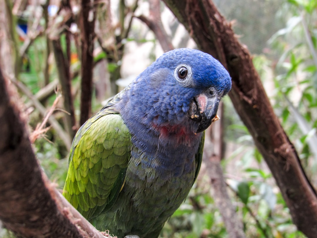 Discover the Parque de Aves Exoticas in Ecuador - Puyo | Secret World Trip Planner