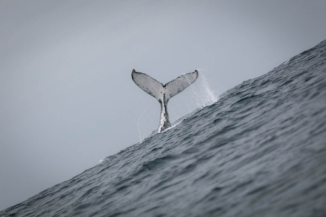 Entdecken Sie Punta Ballena: Ein Naturparadies in Ecuador — Jama