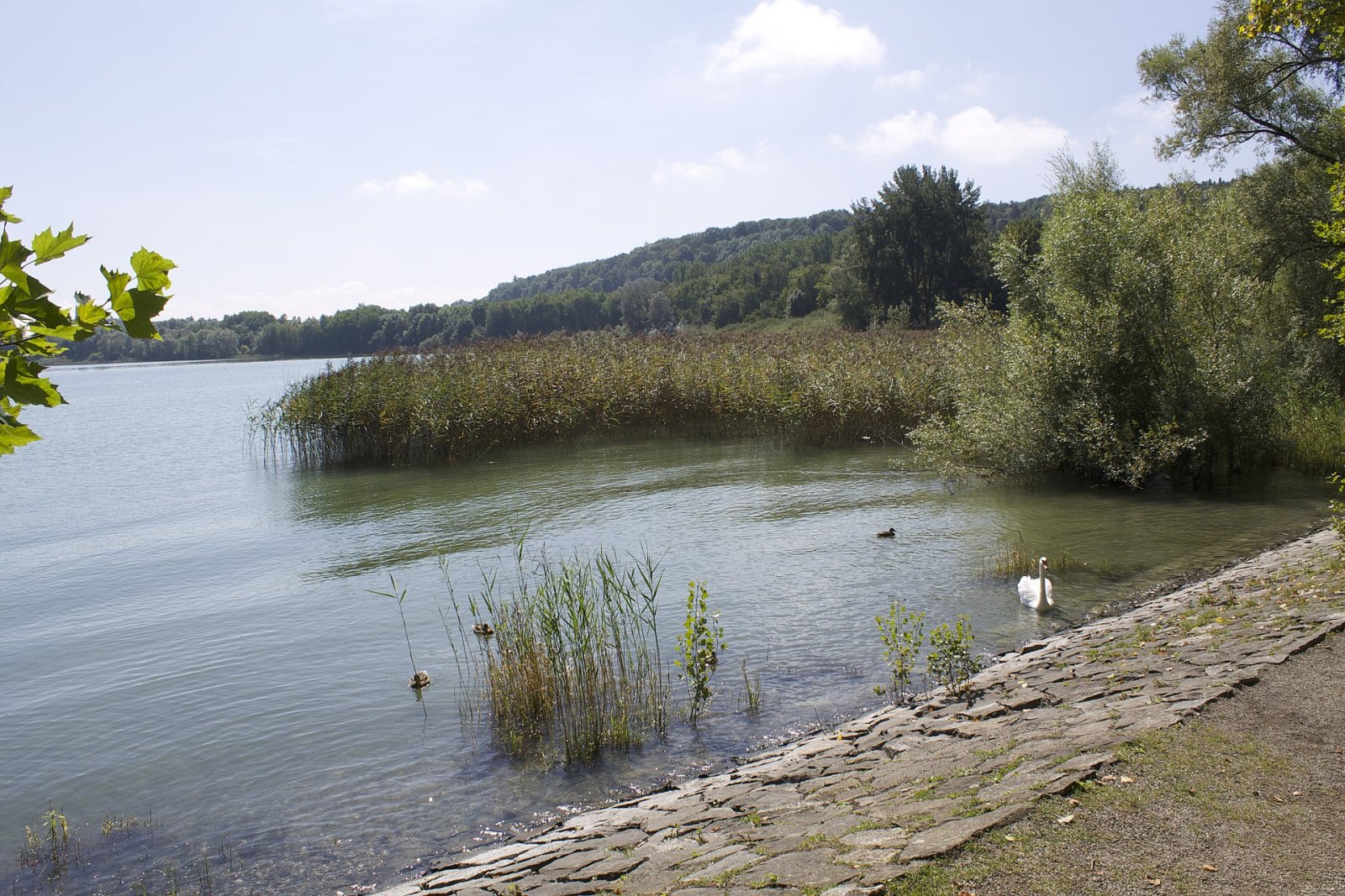 Entdecken Sie die Insel Mainau: Ein Naturparadies am Bodensee - Konstanz | Secret World Trip Planner