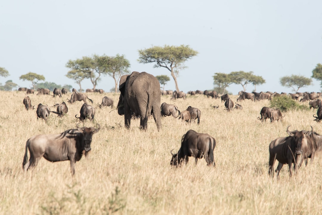 Breathtaking Trails in Moshi: Kilimanjaro Adventures - Moshi | Secret World Trip Planner