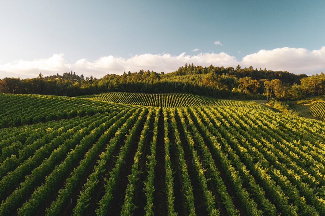 Willamette Valley: The Pinot Noir Paradise — Willamette Valley