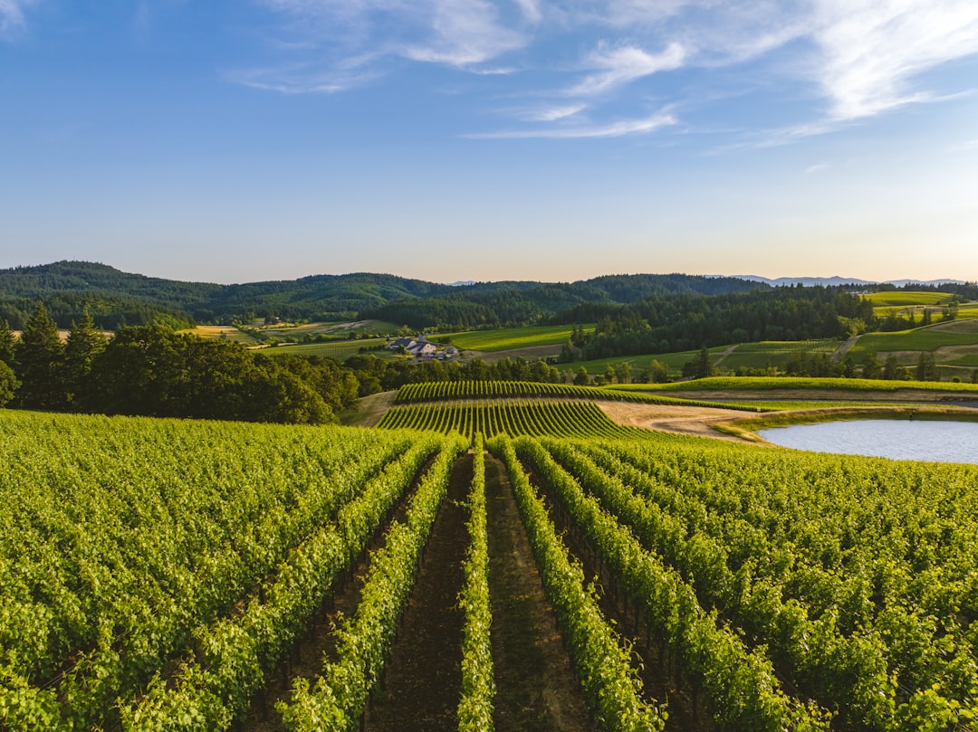 Willamette Valley: The Pinot Noir Paradise - Willamette Valley | Secret World Trip Planner