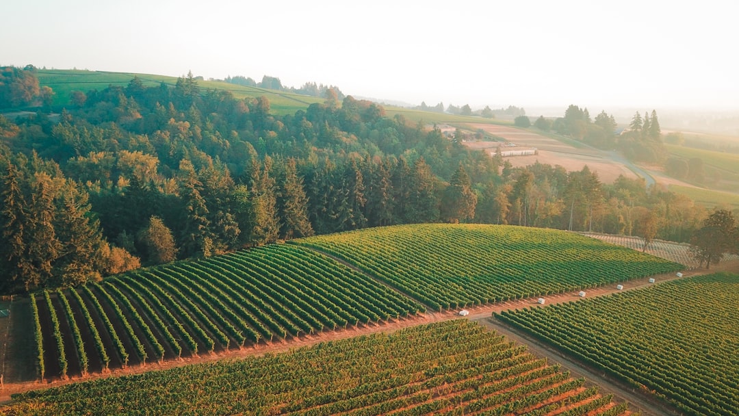 Willamette Valley: The Pinot Noir Paradise - Willamette Valley | Secret World Trip Planner
