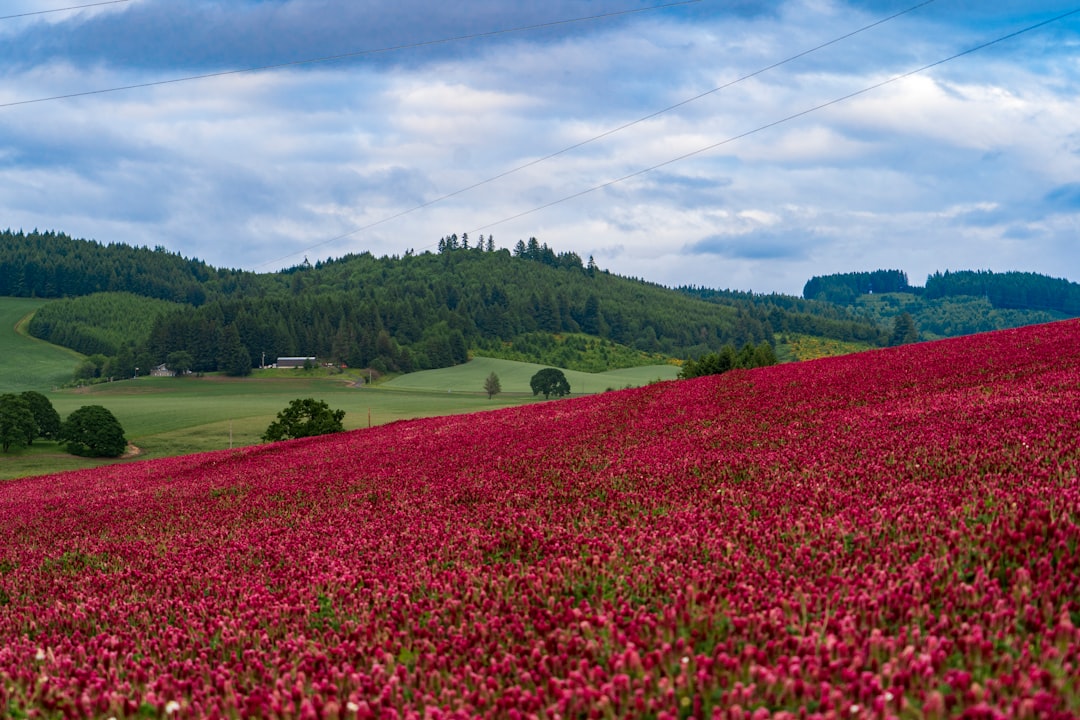 Willamette Valley: Das Paradies für Pinot Noir - Willamette Valley | Secret World Trip Planner