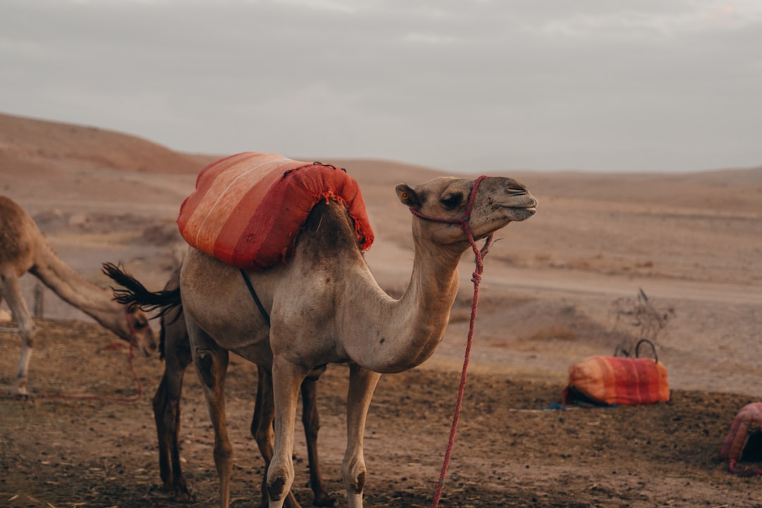 Secret World vs Wanderlog: Best Trip Planner for Marrakech - Marrakech | Secret World Trip Planner
