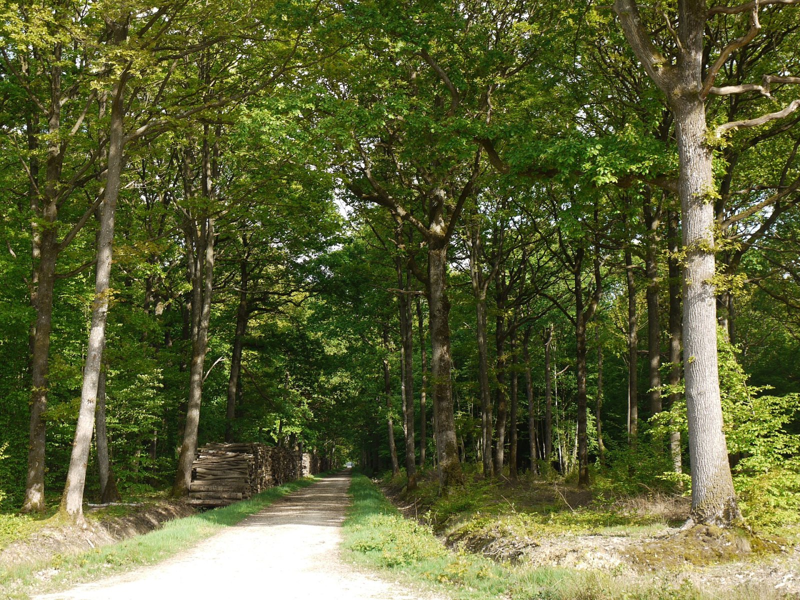 Discover the Magical Forêt de Rambouillet: A Natural Treasure - Rambouillet | Secret World Trip Planner