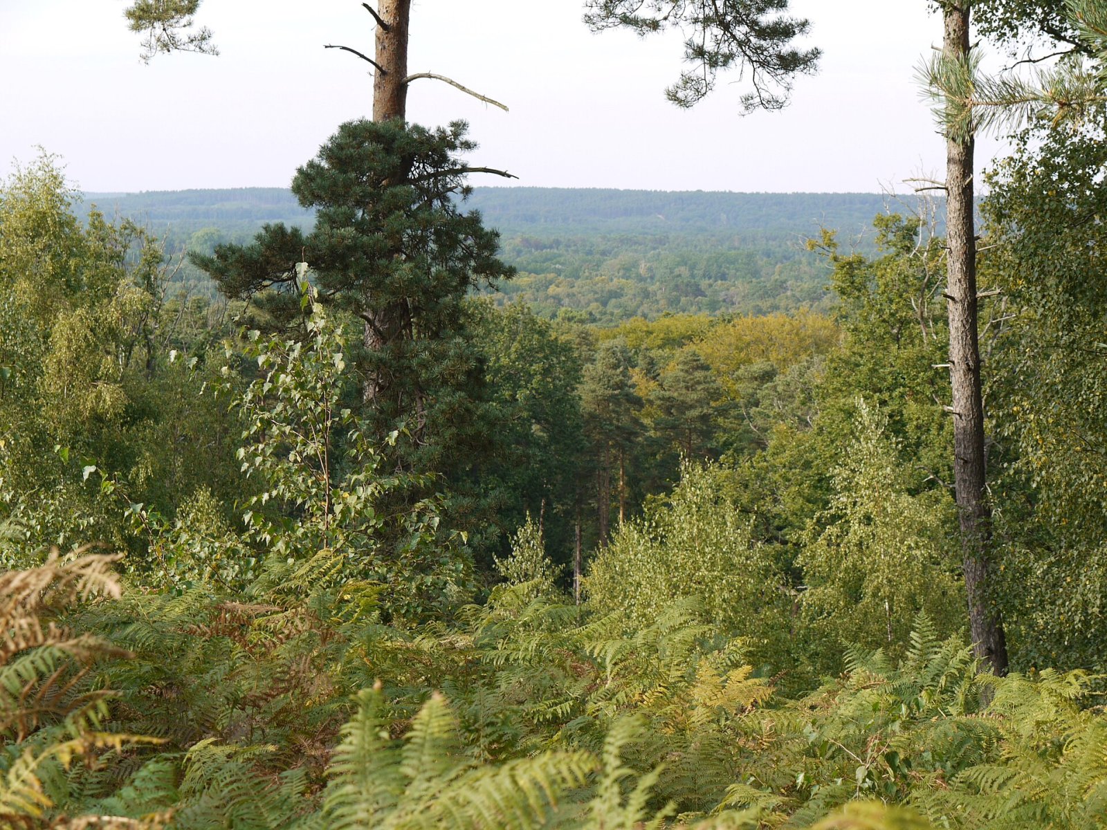 Entdecken Sie den magischen Forêt de Rambouillet: ein Naturjuwel — Rambouillet