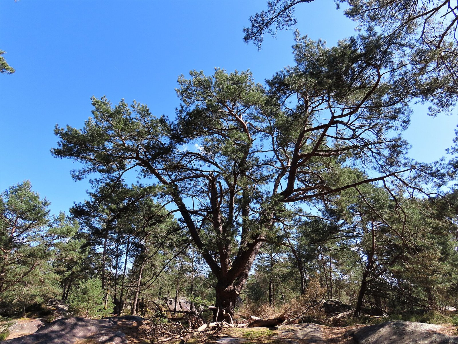 Discover the Gorges de Franchard: a Natural Gem in Fontainebleau - Fontainebleau | Secret World Trip Planner