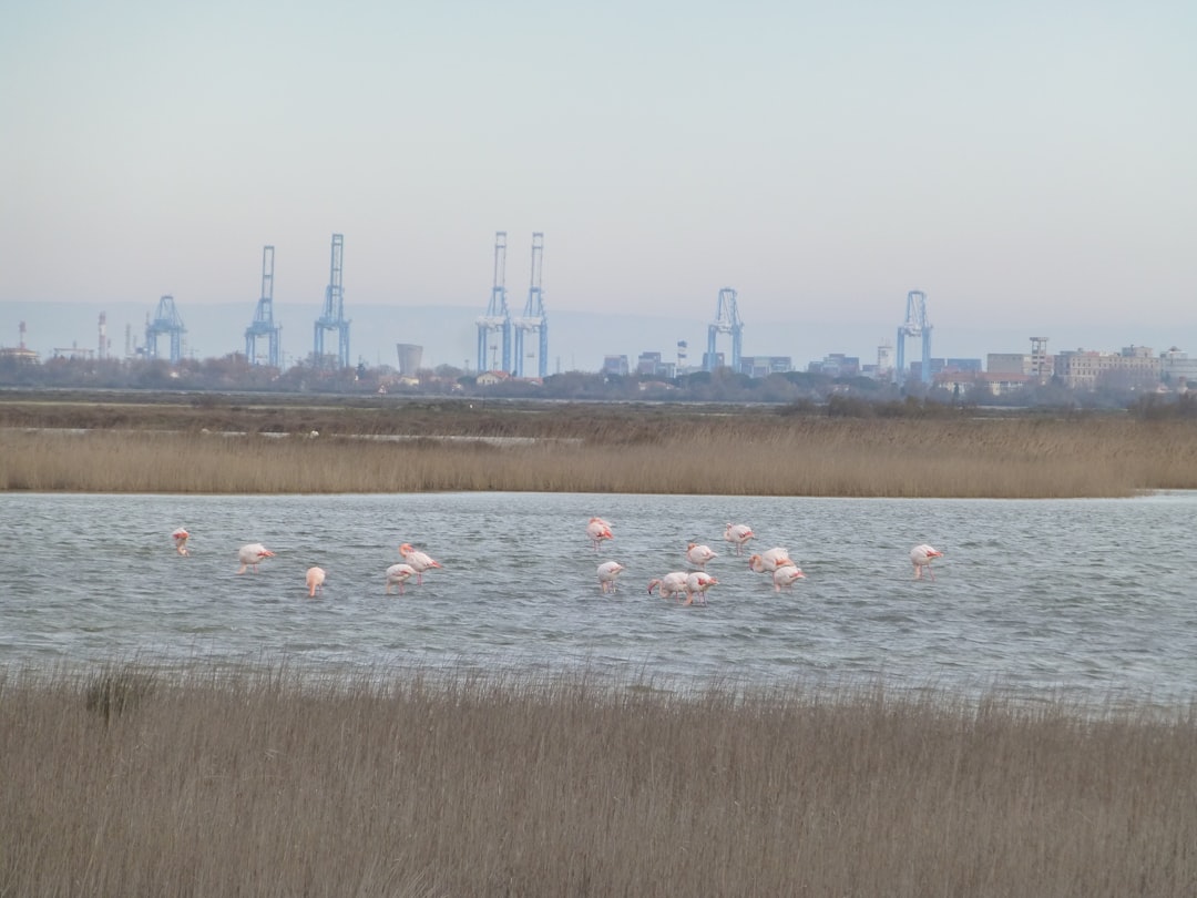 Entdecken Sie die Magie des Nationalparks Camargue - Saintes-Maries-de-la-Mer | Secret World Trip Planner