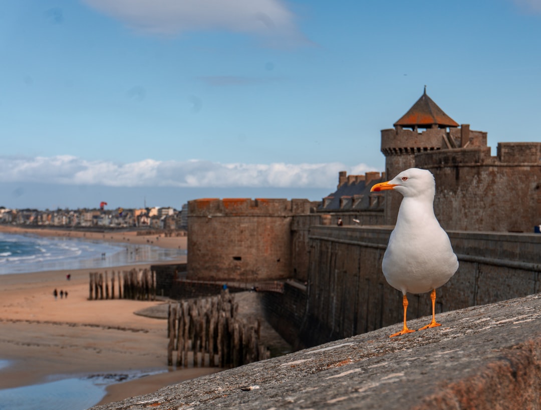 Entdecken Sie die Remparts de Saint-Malo: Geschichte und Schönheit der Bretagne — Pecqueuse