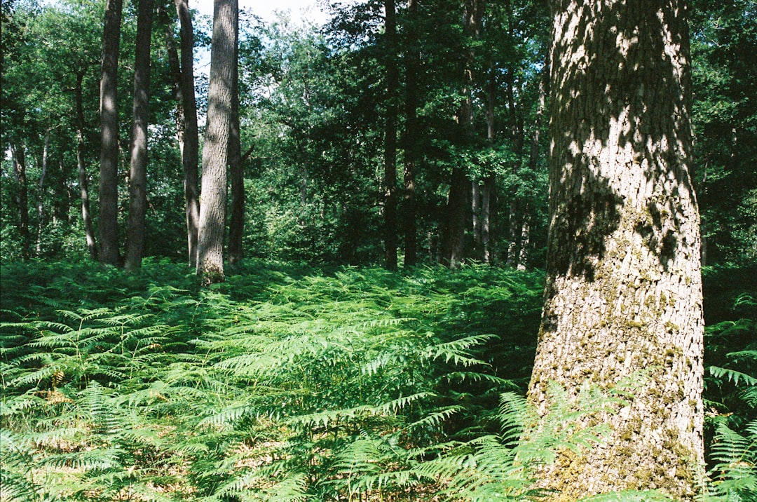Esplora la Forêt des Landes: Natura e Avventura in Francia - Sainte-Mère | Secret World Trip Planner