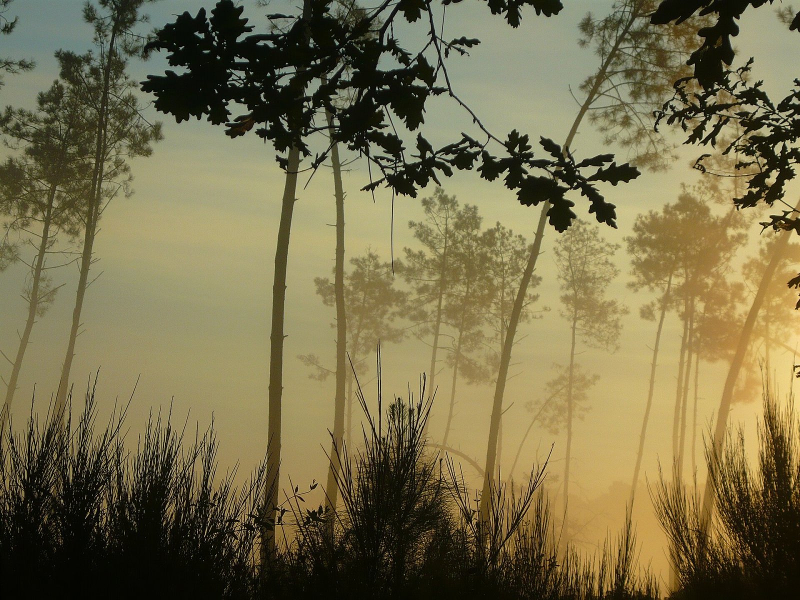 Entdecken Sie den Forêt des Landes: Natur und Abenteuer in Frankreich - Sainte-Mère | Secret World Trip Planner