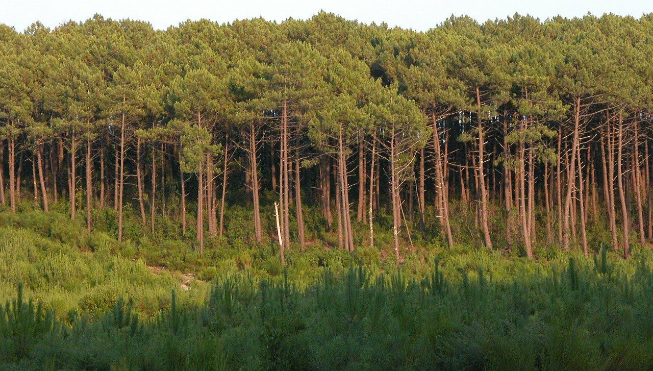 Entdecken Sie den Forêt des Landes: Natur und Abenteuer in Frankreich - Sainte-Mère | Secret World Trip Planner