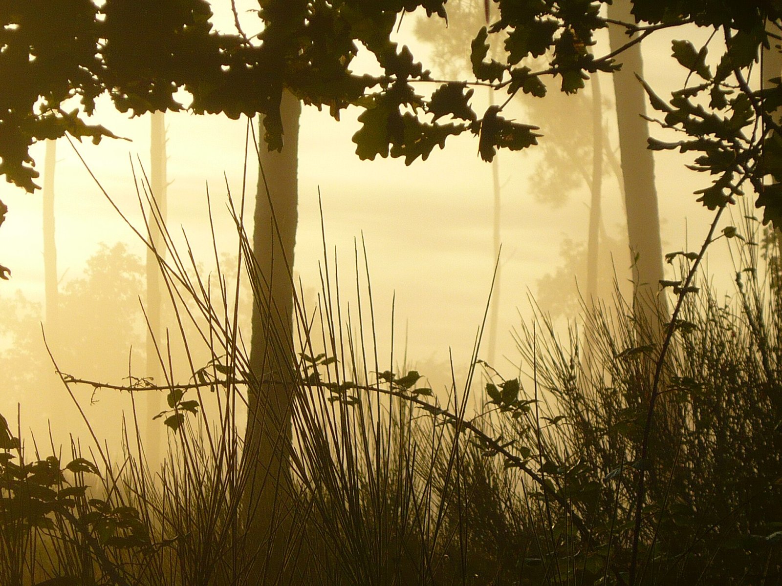 Entdecken Sie den Forêt des Landes: Natur und Abenteuer in Frankreich - Sainte-Mère | Secret World Trip Planner