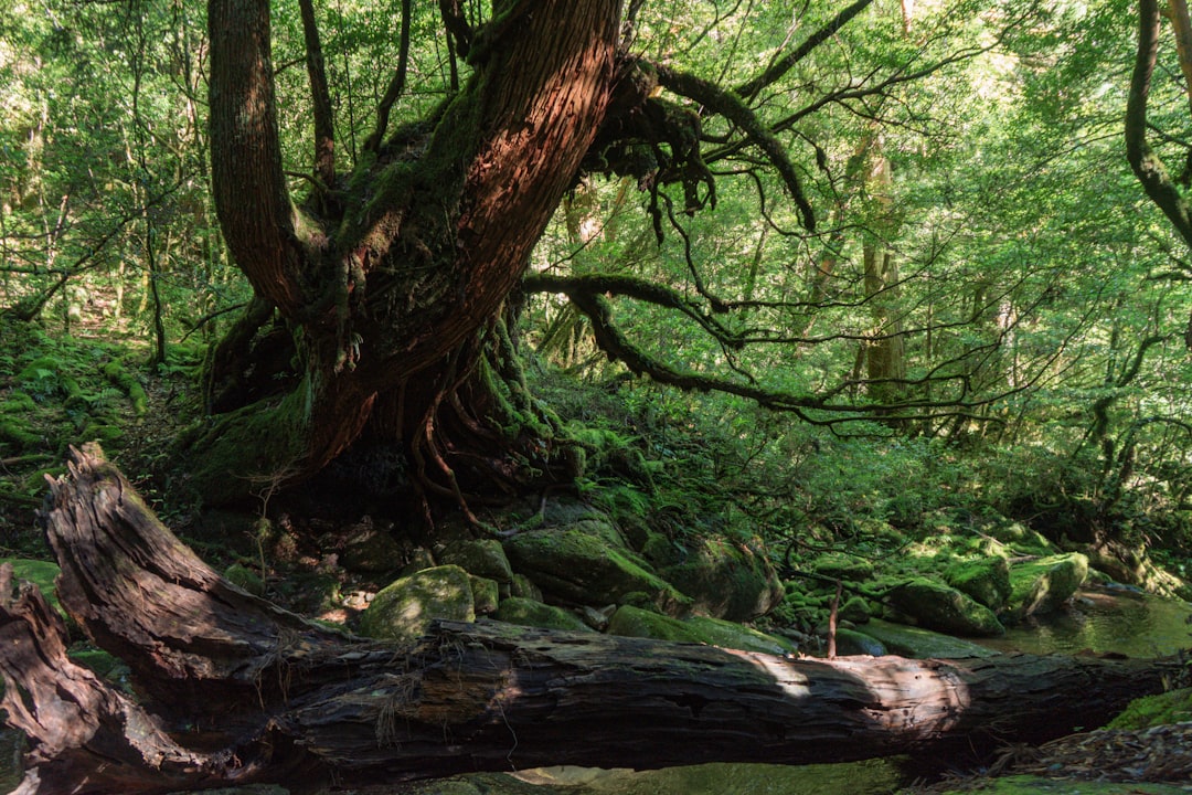 Scopri Yakushima: un gioiello naturale del Giappone — Yakushima