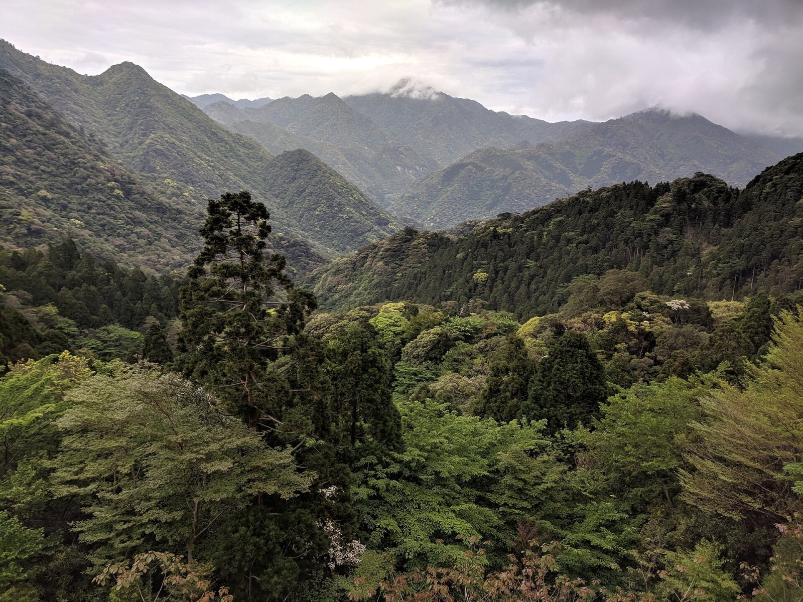 Entdecke Yakushima: Ein Naturjuwel Japans - Yakushima | Secret World Trip Planner