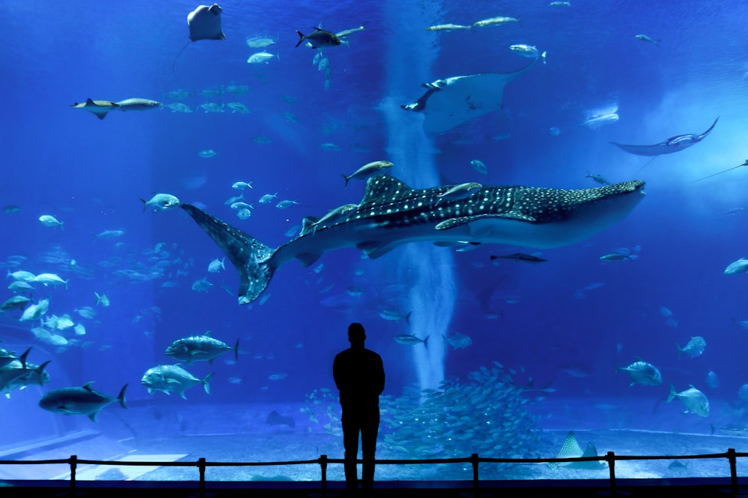 Scopri l'Okinawa Churaumi Aquarium: Un gioiello del Giappone - Motobu | Secret World Trip Planner