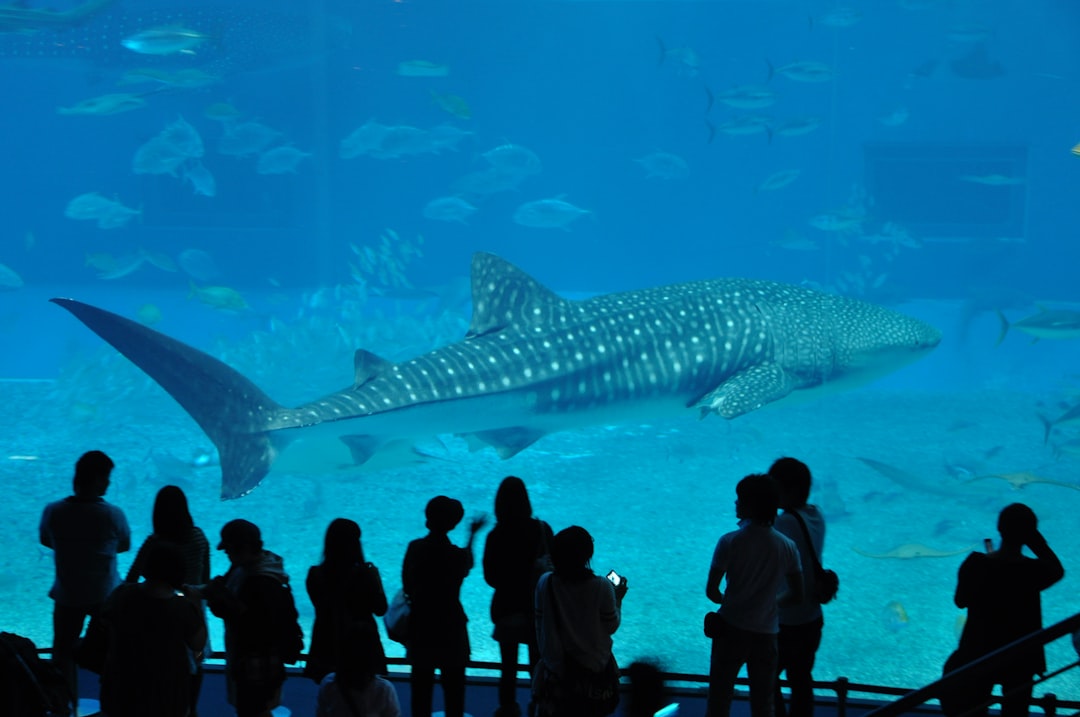 Entdecke das Okinawa Churaumi Aquarium: Ein Juwel Japans — Motobu