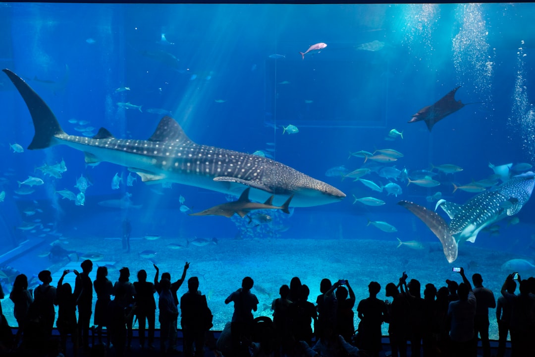 Entdecke das Okinawa Churaumi Aquarium: Ein Juwel Japans - Motobu | Secret World Trip Planner