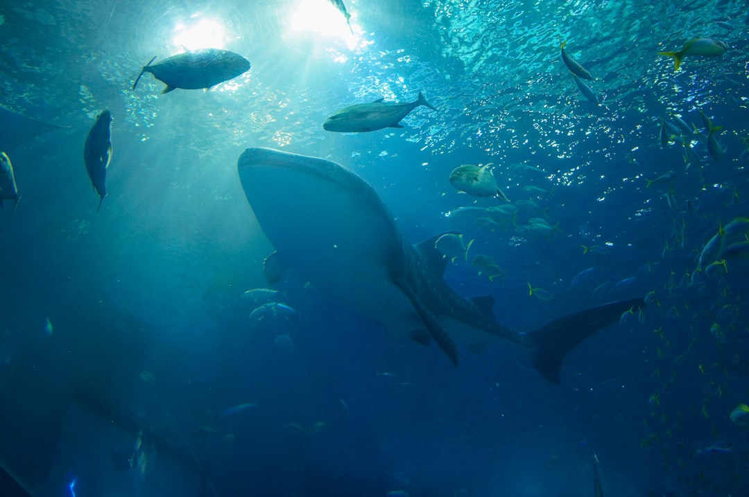 Entdecke das Okinawa Churaumi Aquarium: Ein Juwel Japans - Motobu | Secret World Trip Planner