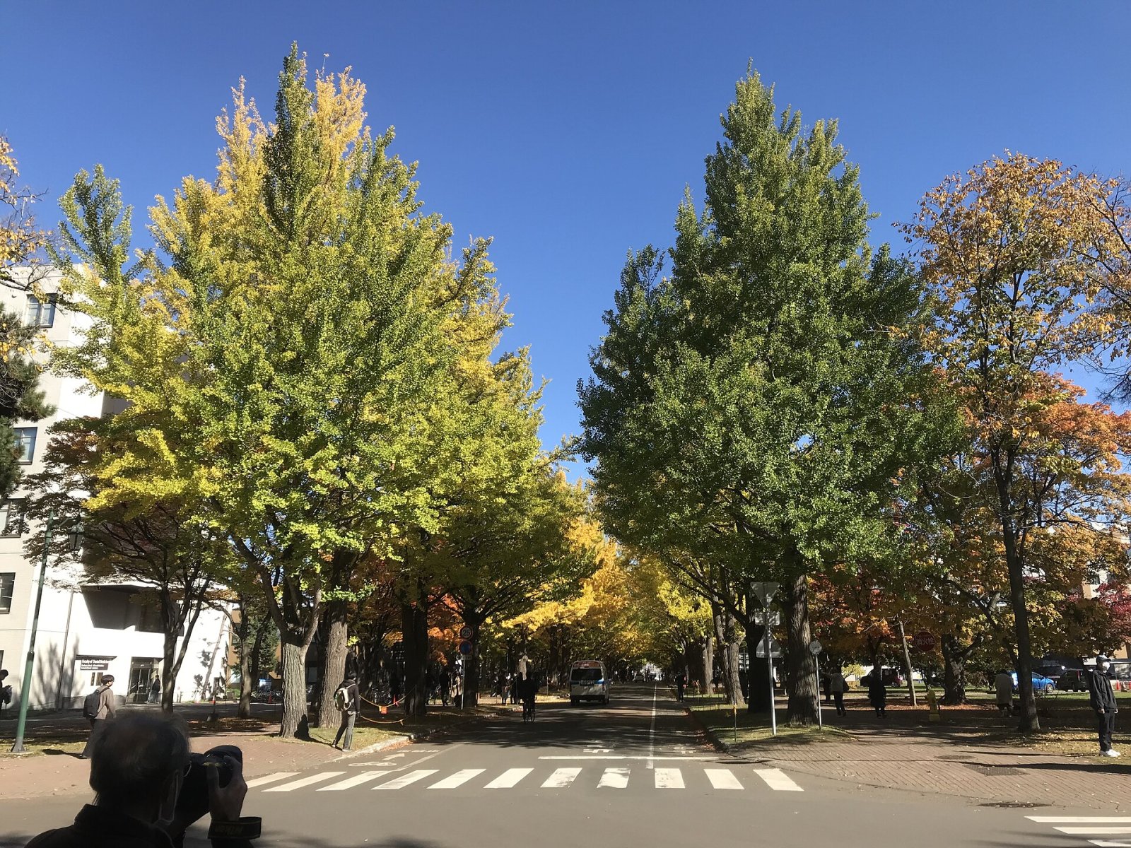 Discover the Ginkgo Avenue of Hokkaido University - Sapporo | Secret World Trip Planner