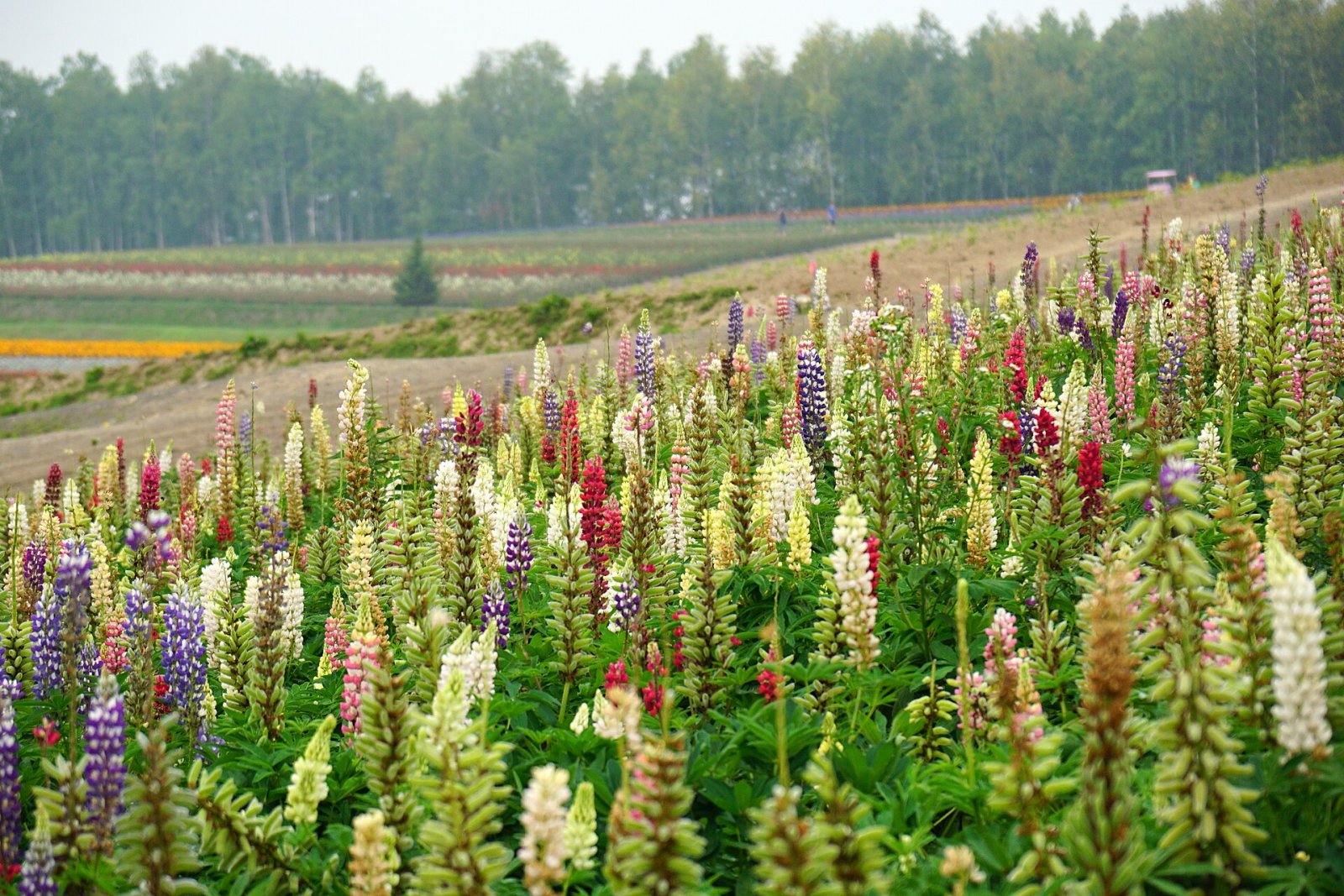 Entdecken Sie Shikisai-no-Oka: Der Garten der Farben in Biei — Biei