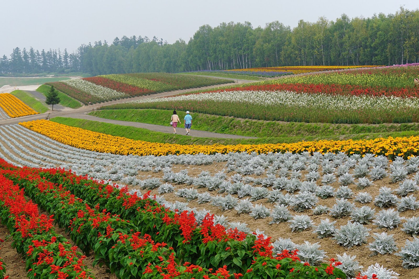 Entdecken Sie Shikisai-no-Oka: Der Garten der Farben in Biei - Biei | Secret World Trip Planner