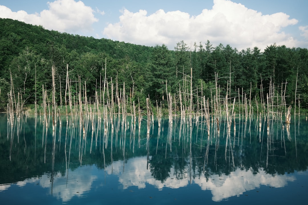 Discover Biei's Blue Pond: A Paradise Corner in Japan — Biei