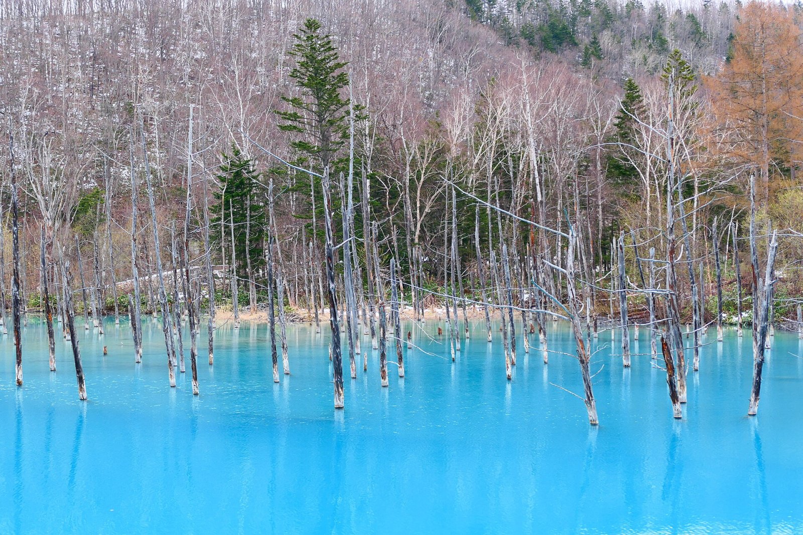 Discover Biei's Blue Pond: A Paradise Corner in Japan - Biei | Secret World Trip Planner