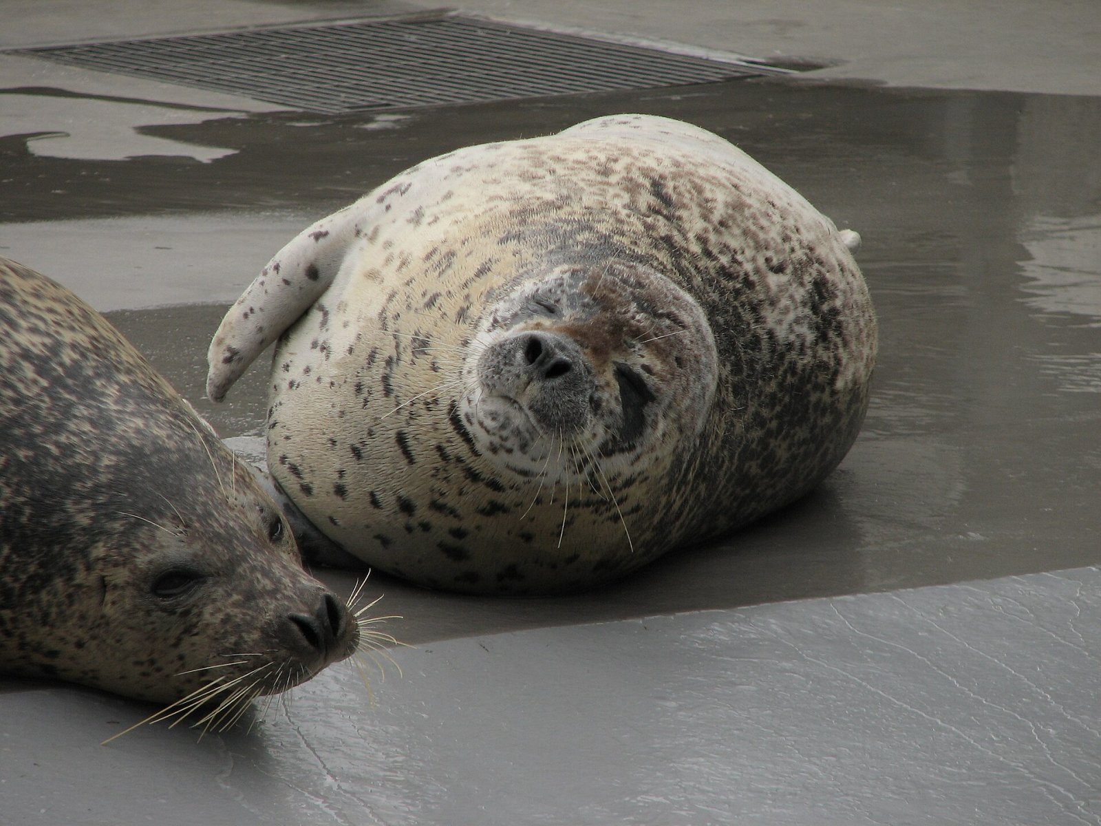 Discover Asahiyama Zoo: A Gem of Hokkaido - Asahikawa | Secret World Trip Planner