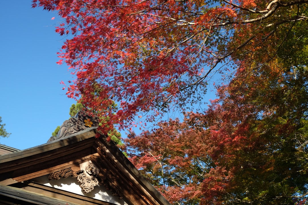Discovering Hiraizumi Chusonji: A Historical Treasure in Tohoku - Hiraizumi | Secret World Trip Planner