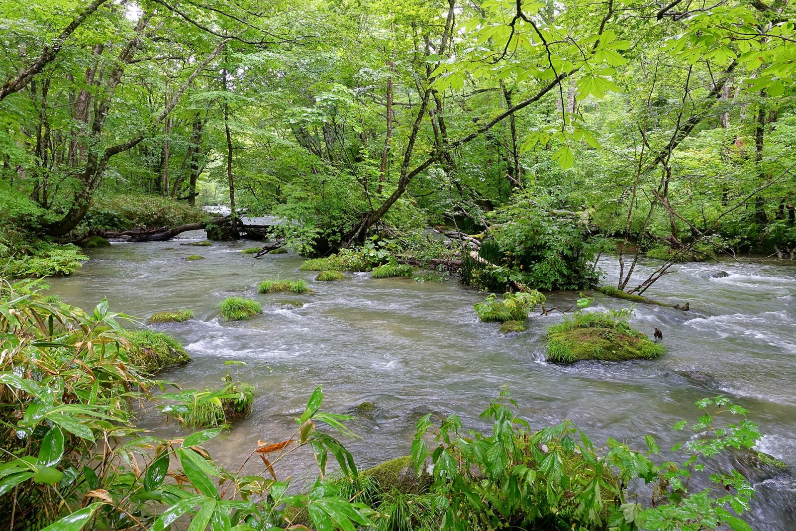 Oirase Stream: Un Paradiso Naturale in Giappone - Towada | Secret World Trip Planner