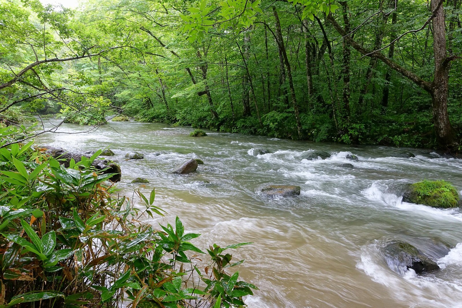 Oirase Stream: A Natural Paradise in Japan — Towada