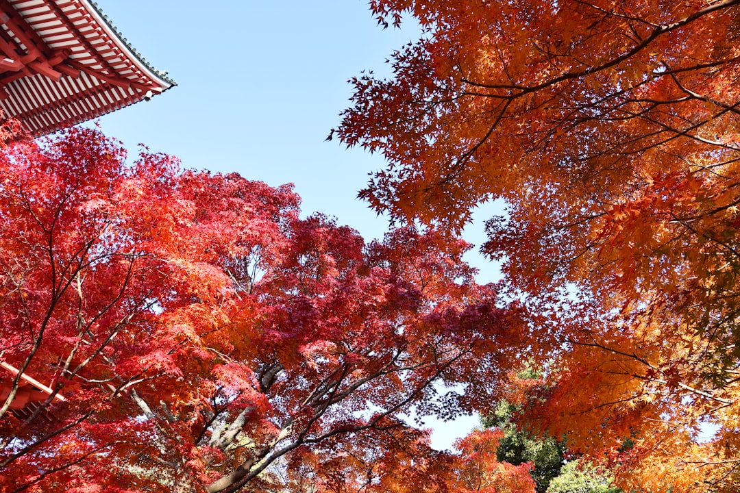 Entdecken Sie den Naritasan Shinshoji Tempel: ein kulturelles Juwel im Kanto — Narita