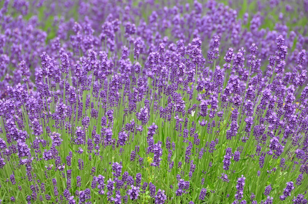 Furano Lavender Fields: un angolo di paradiso in Hokkaido — Furano