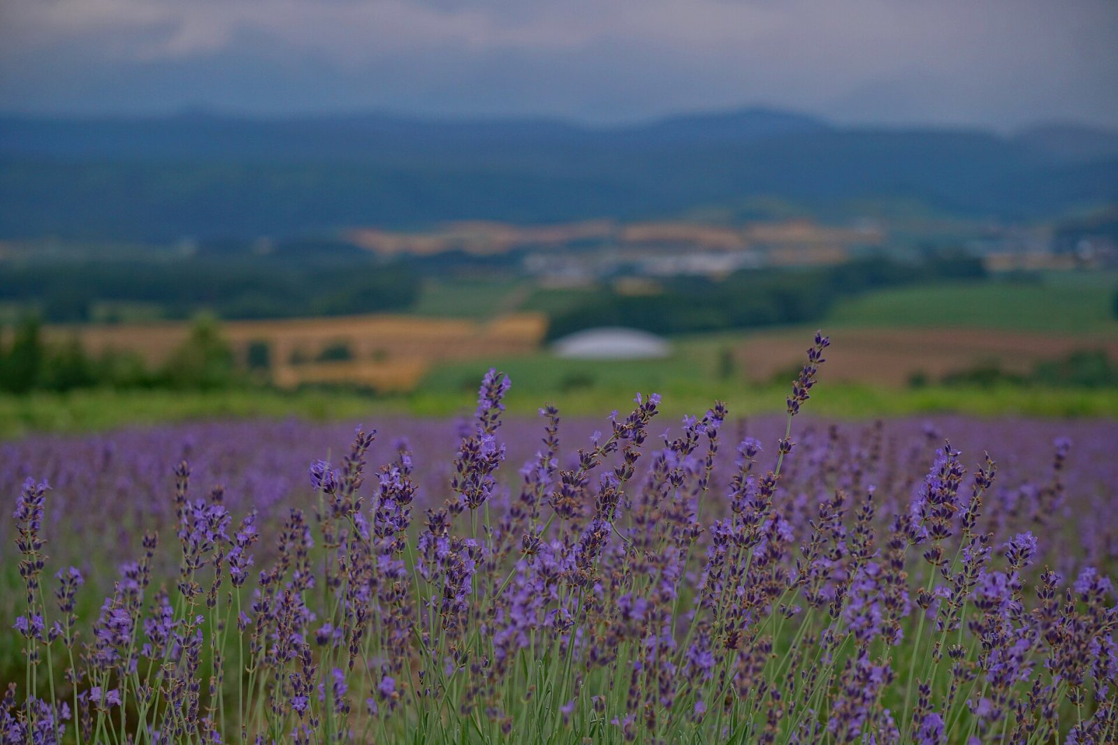 Furano Lavender Fields: A Paradise Corner in Hokkaido - Furano | Secret World Trip Planner