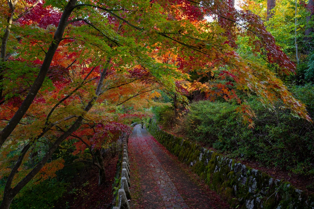 Scopri la Magia della Montagna Yoshino in Giappone — Yoshino