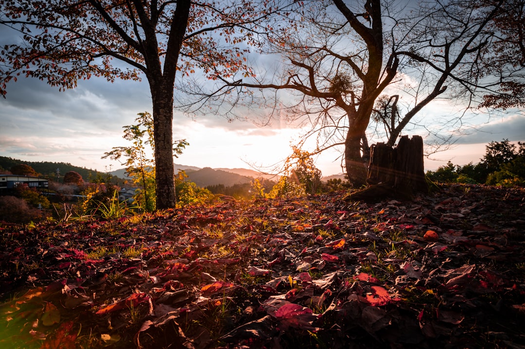 Entdecke die Magie des Yoshino-Berges in Japan - Yoshino | Secret World Trip Planner