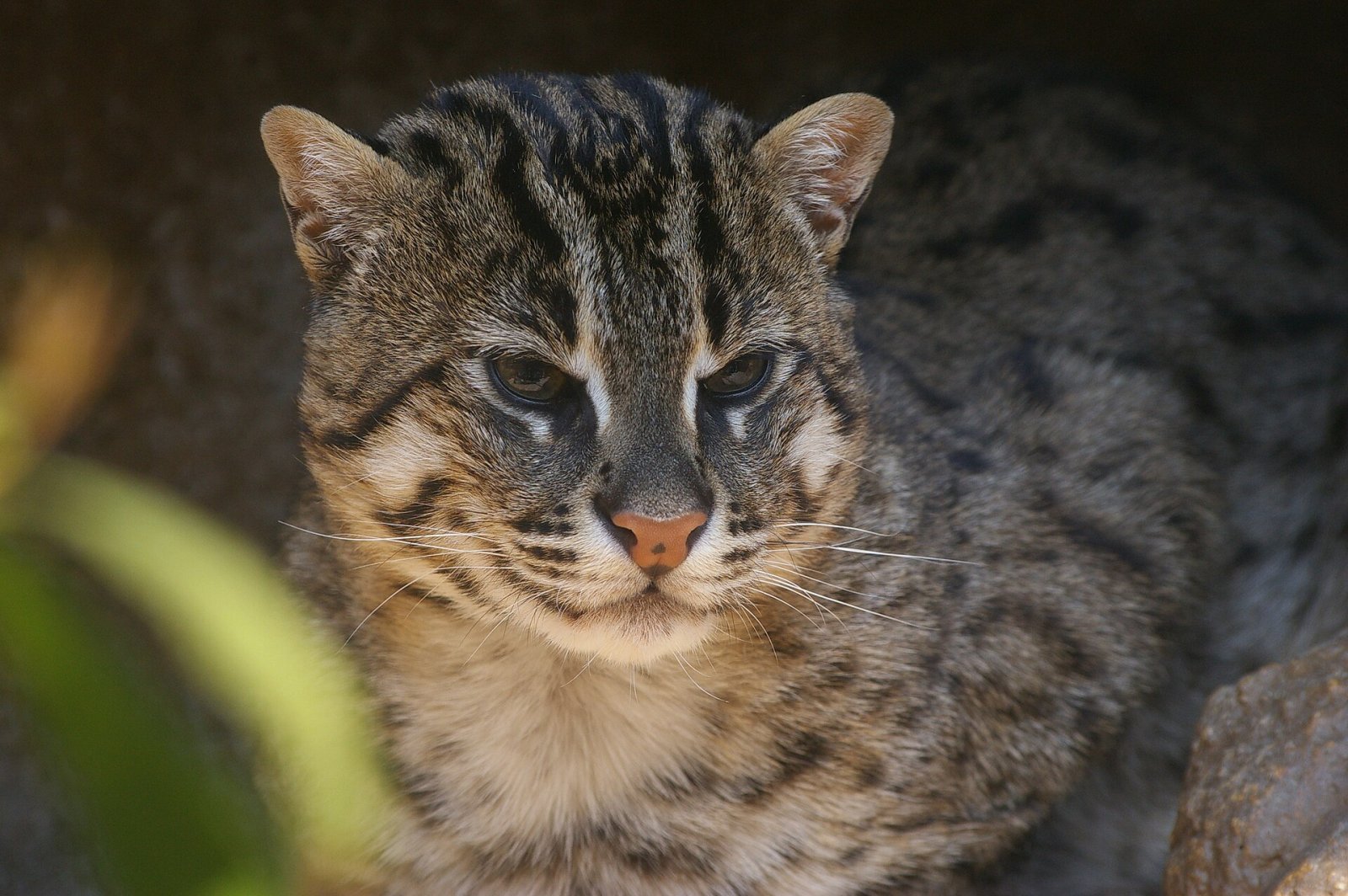 Scoprire il Tennoji Zoo: un angolo di natura a Osaka - Osaka | Secret World Trip Planner